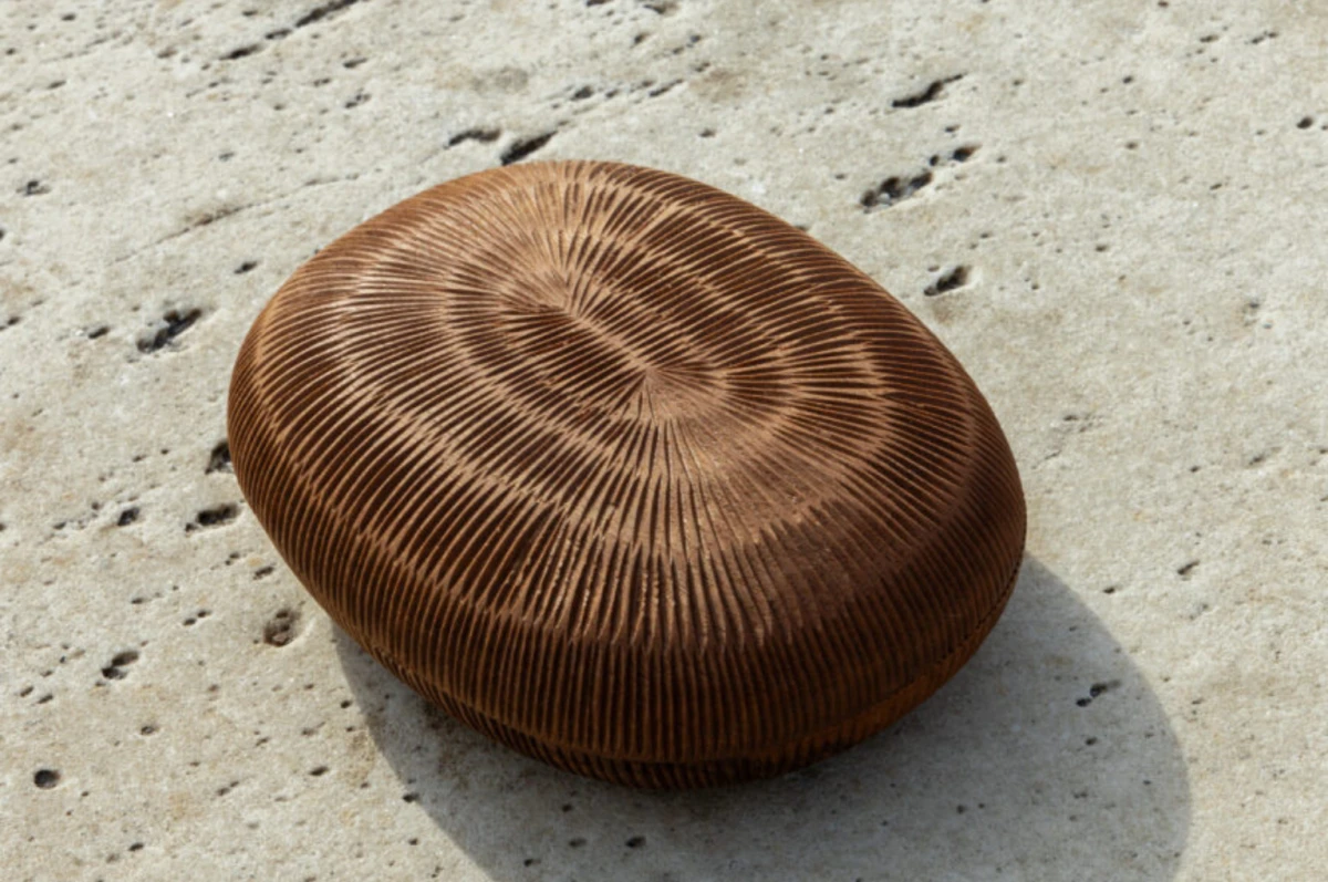 Genkan kutija za hodnik