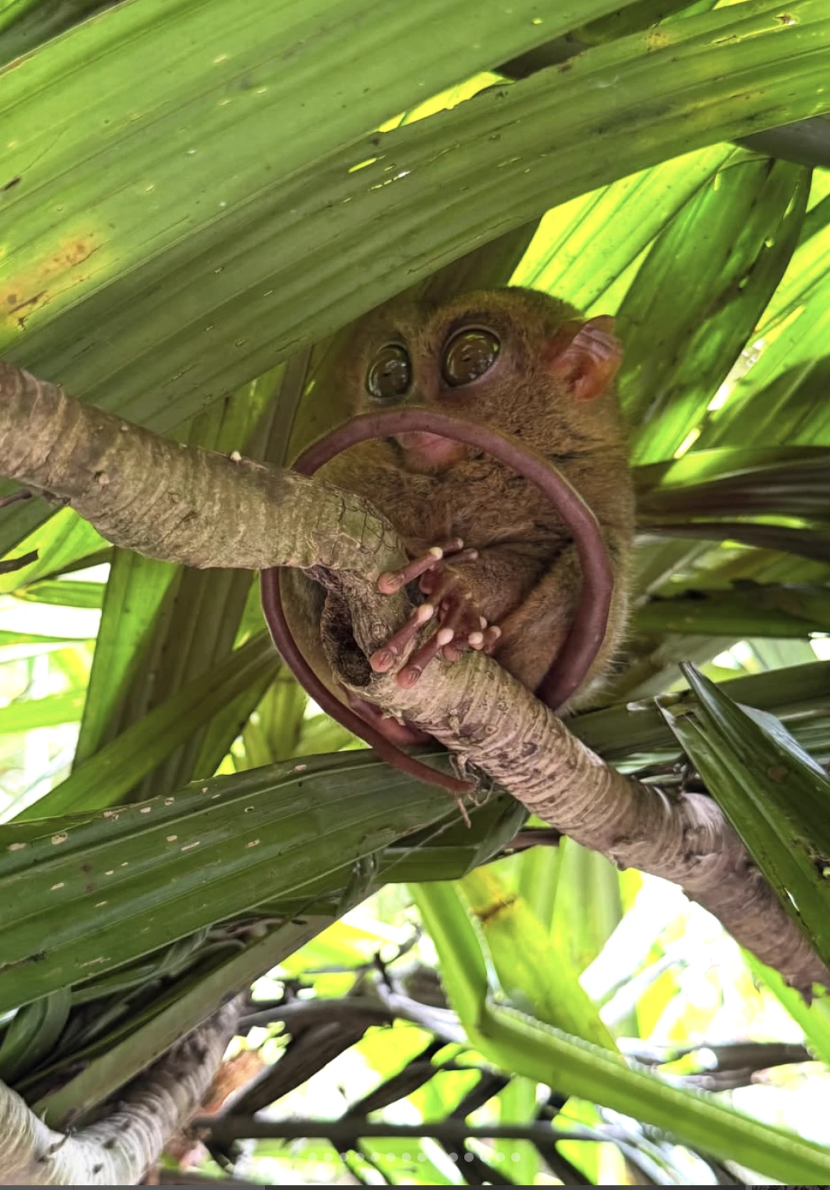 filipini/privatna arhiva 