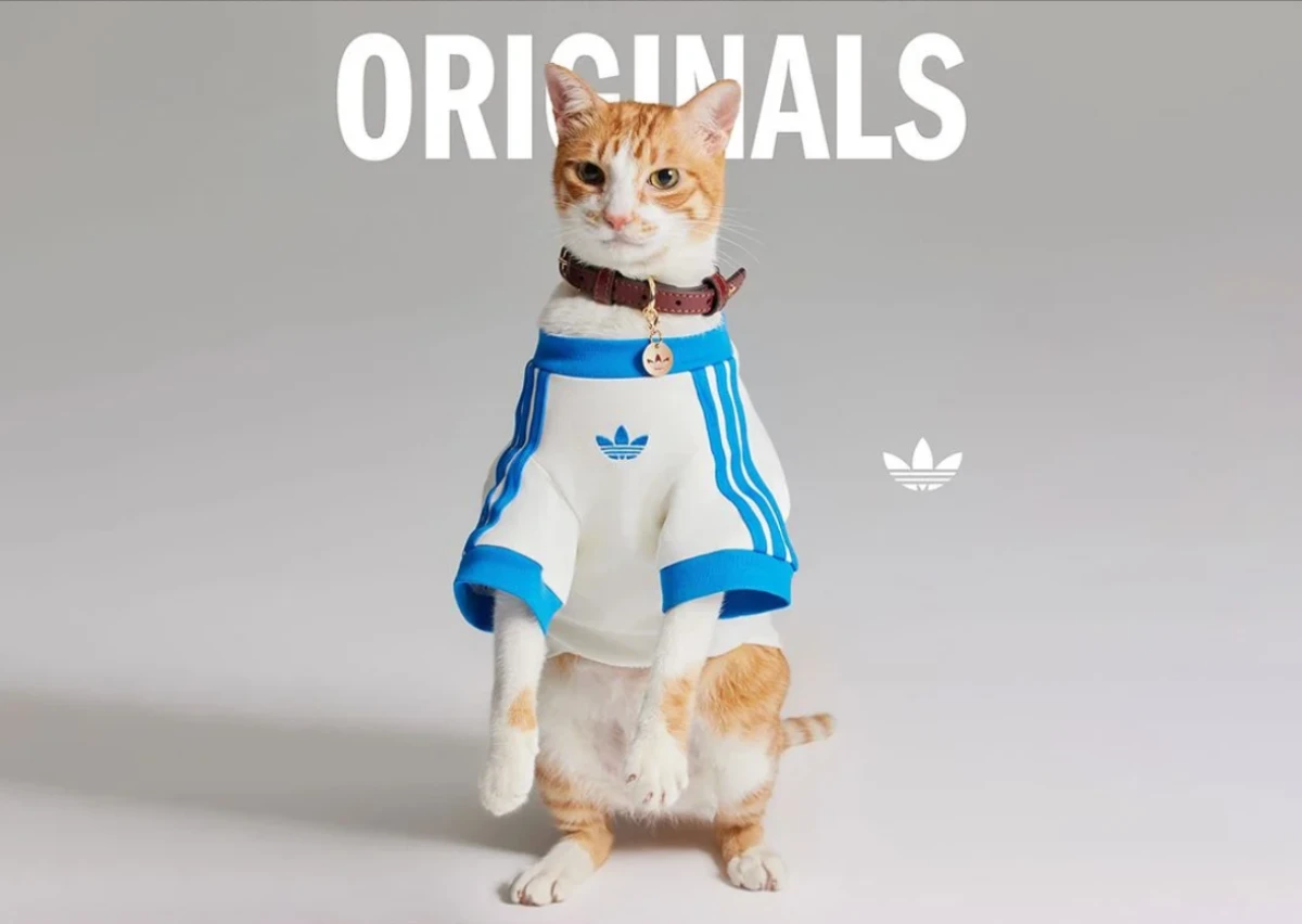 Adidas pets