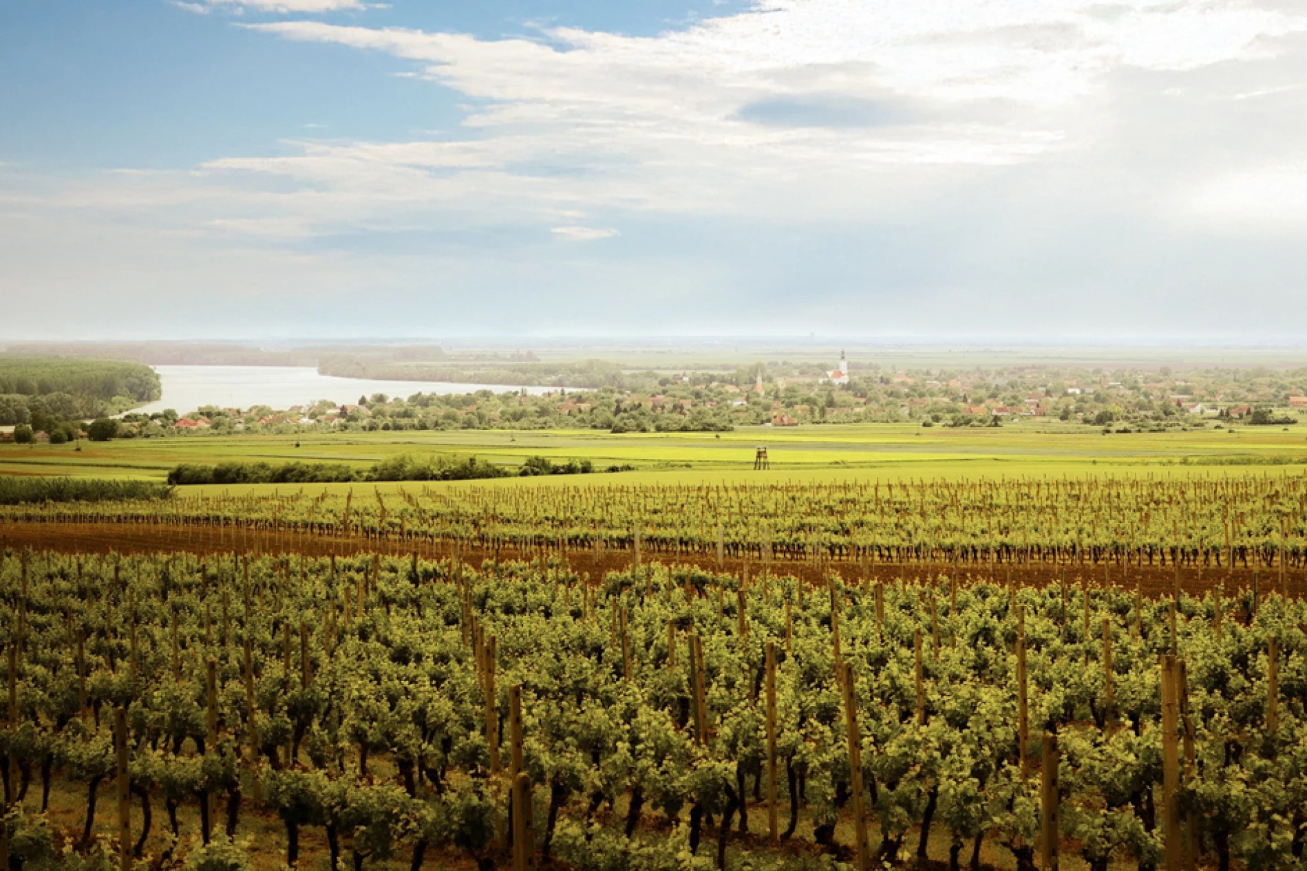 royal hill vinogradi