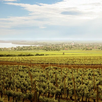 royal hill vinogradi