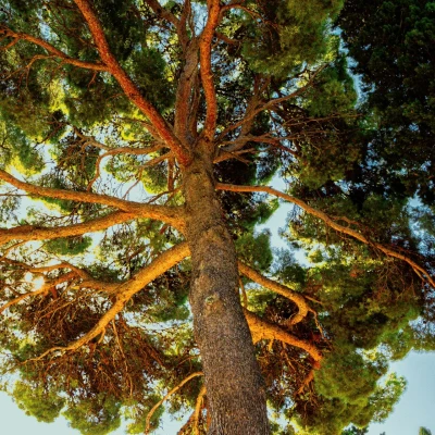 Zajedno za zeleniju budućnost: Nove akcije pošumljavanja u Dalmaciji