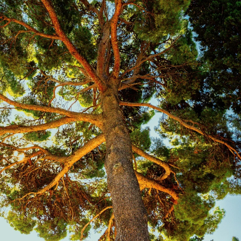 Zajedno za zeleniju budućnost: Nove akcije pošumljavanja u Dalmaciji