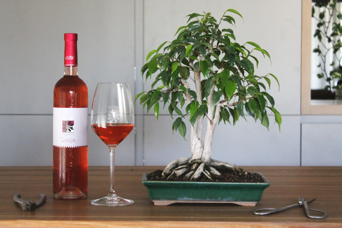 Vino i bonsai: Otkrili smo kreativnu radionicu za opuštanje uz čašu vina
